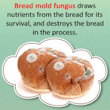 bread mold 2