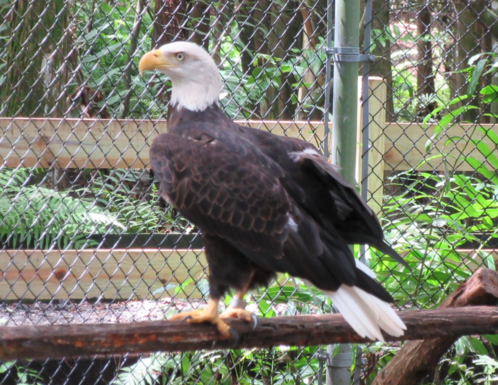 Busch Eagle