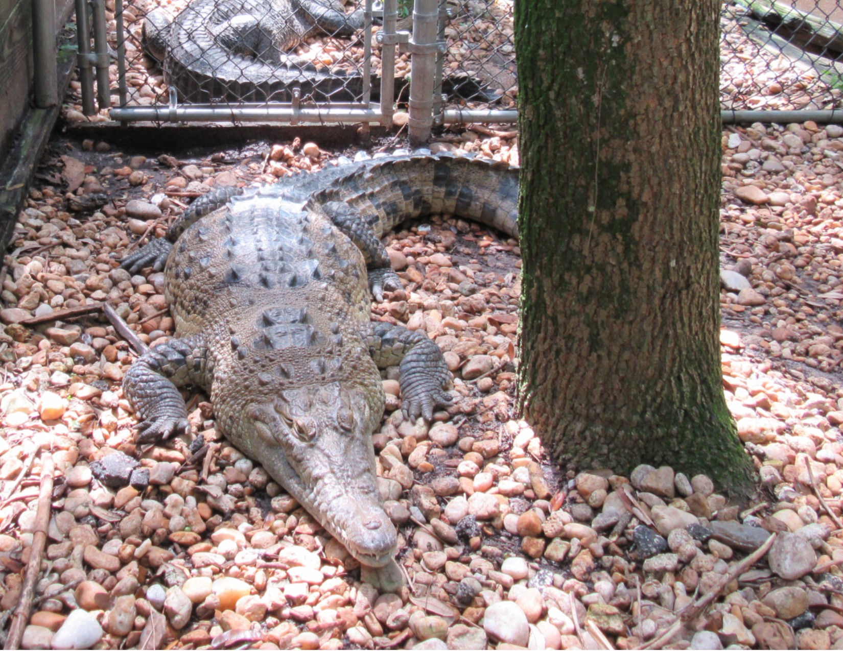 Busch gator