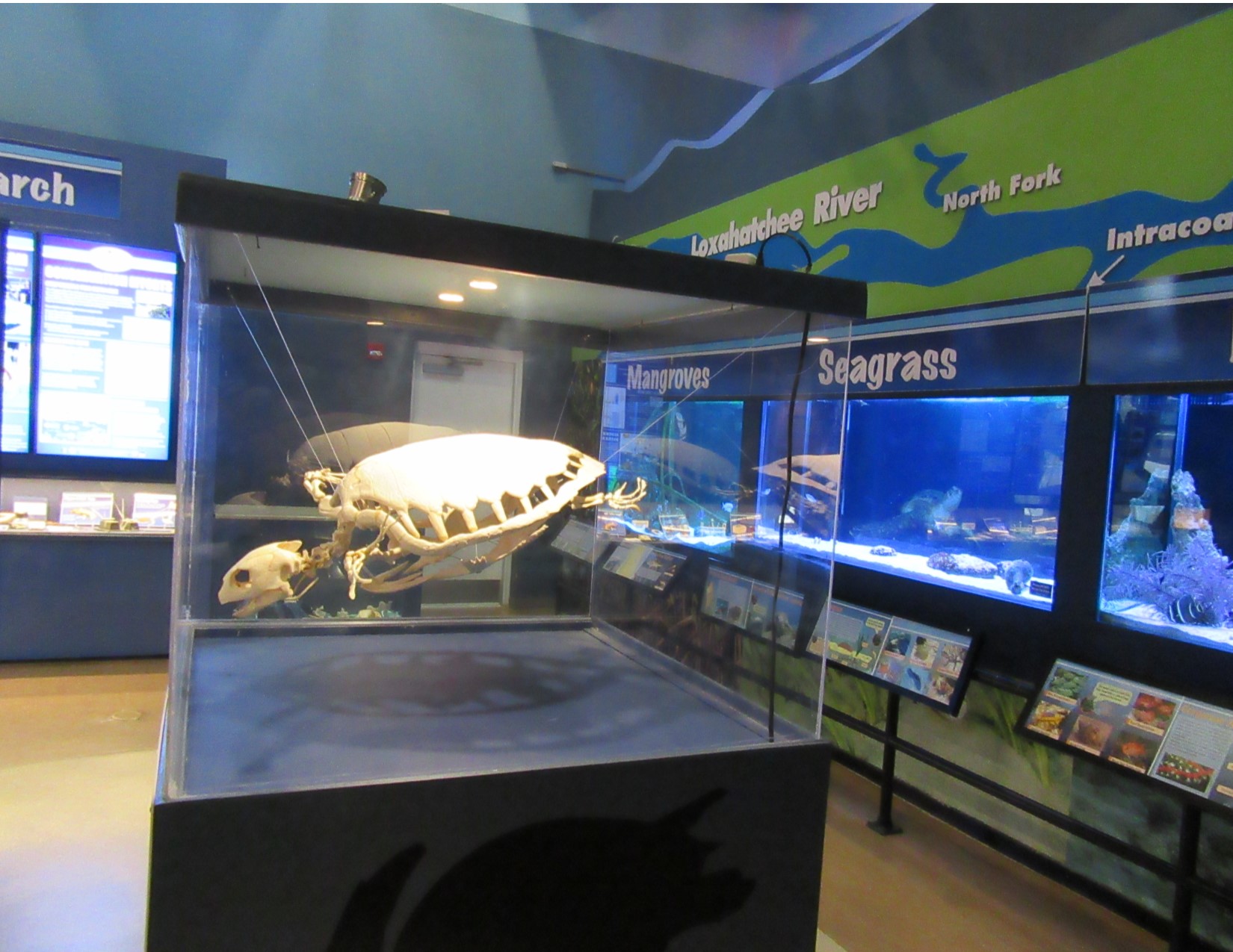 Turtle Museum