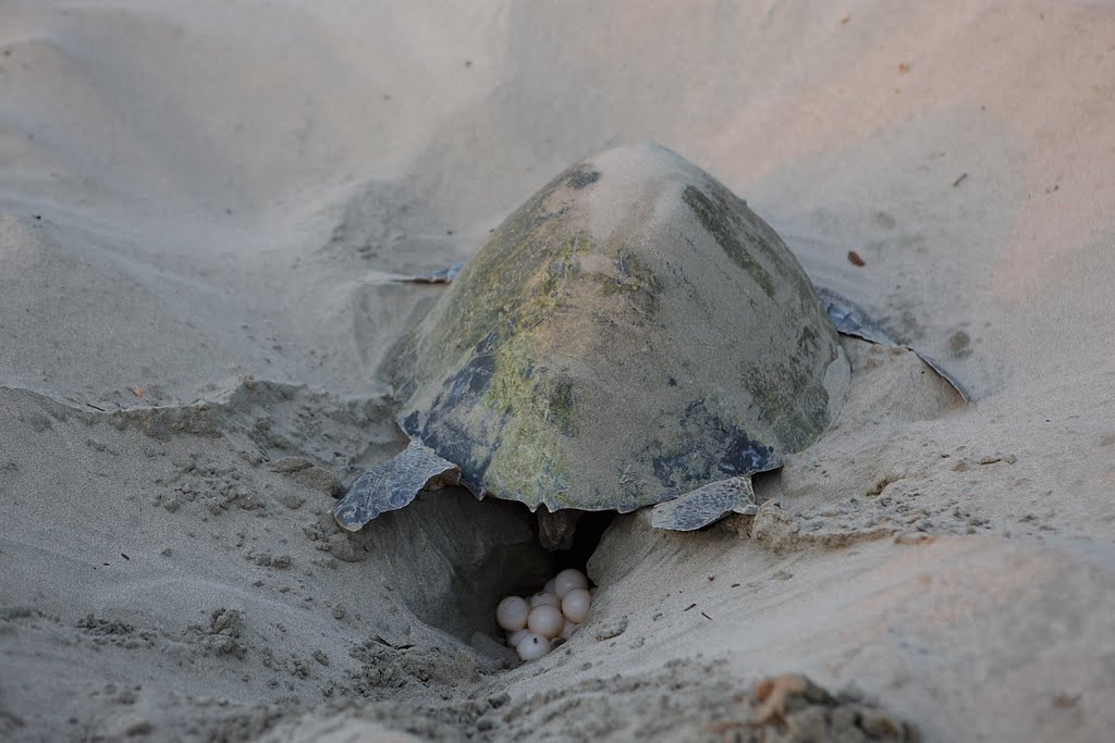 Turtle laying eggs