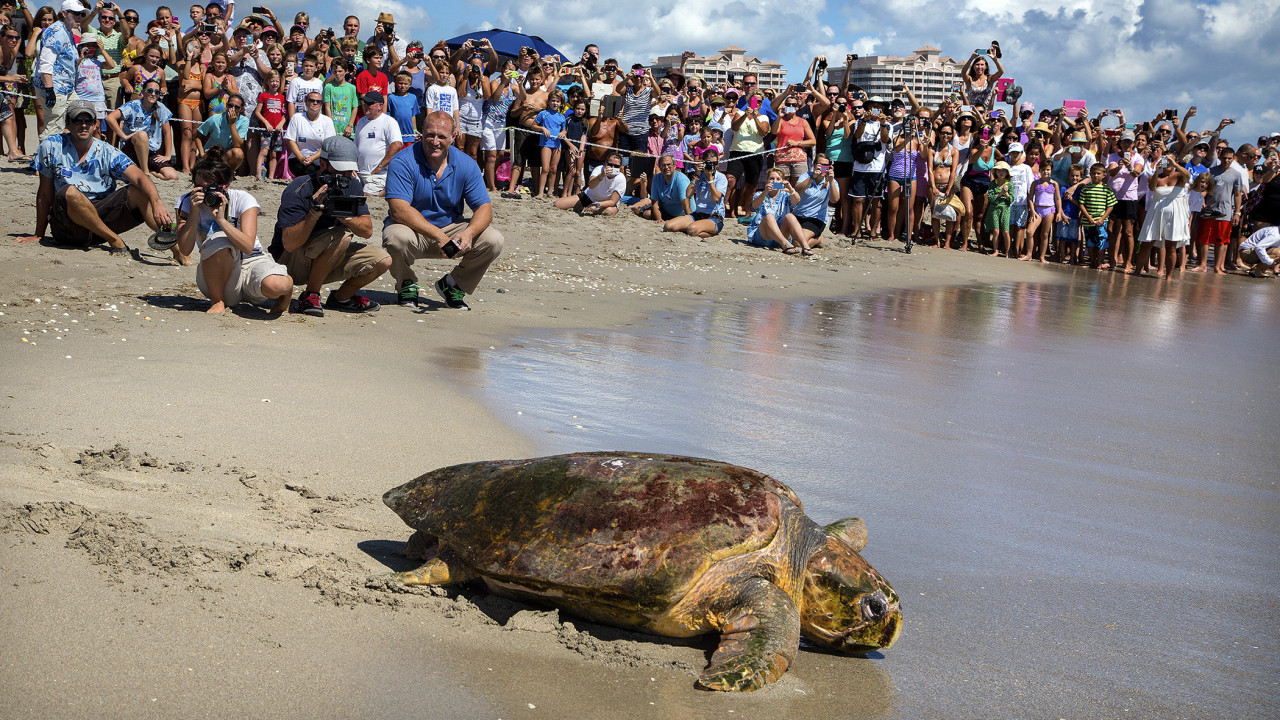 Tutle release